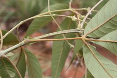 Vitex pinnata